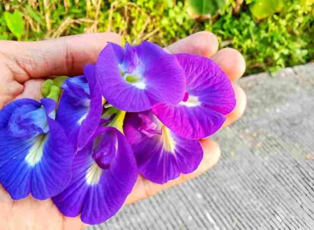 Butterfly Pea Flower Benefits