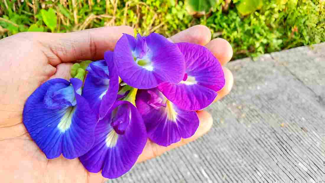 Butterfly Pea Flower Benefits